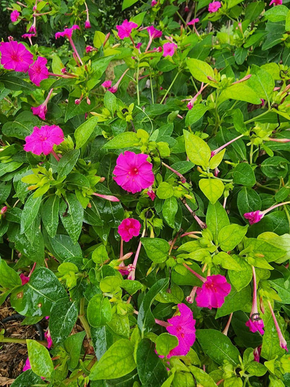 VilaBaghEstakhr.ir - ویلا باغ استخر