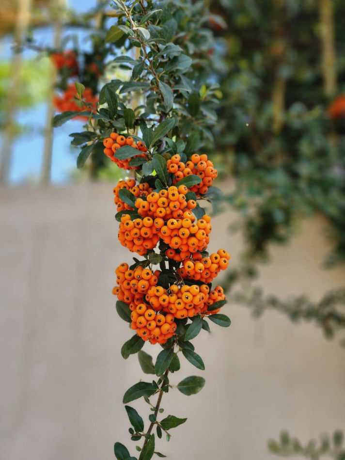 VilaBaghEstakhr.ir - ویلا باغ استخر