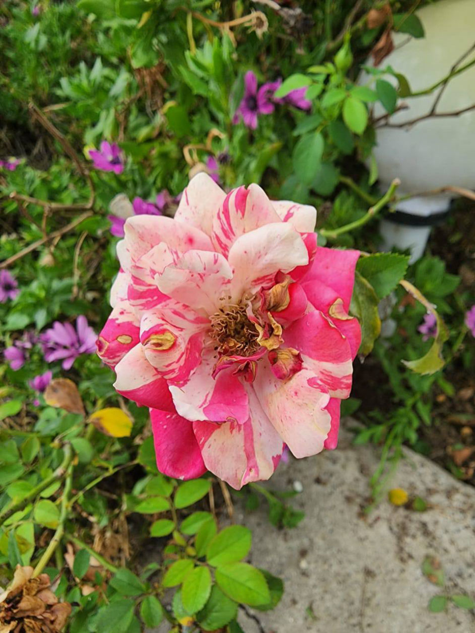 VilaBaghEstakhr.ir - ویلا باغ استخر